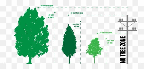 Download If Trees In Your Area Growing Into Power Lines - Planting And png