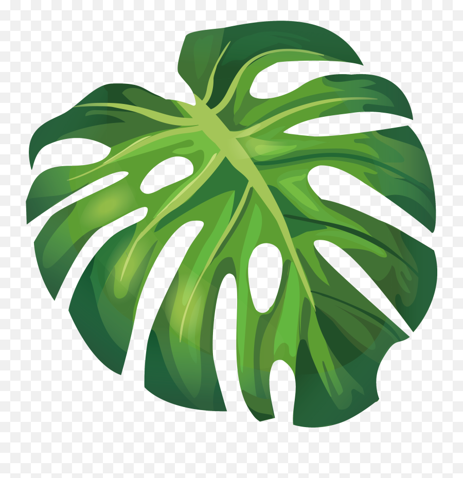 Download Summer Leaf Euclidean Leaves Illustration Arecaceae - Summer Leaf Vector Png,Palm Tree Leaves Png