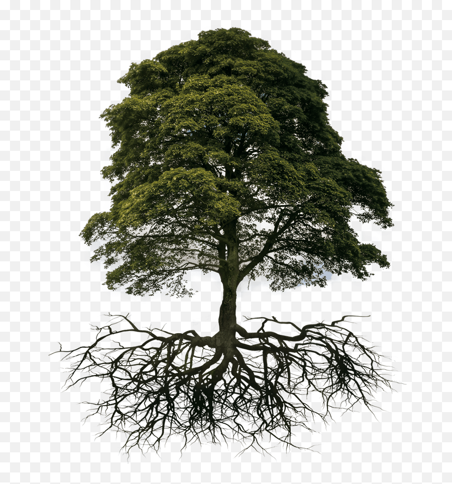 Tree And Root Png Transparent Image - Transparent Tree With Root Png,Tree Root Png