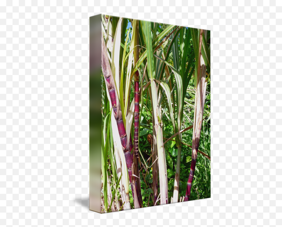 Cane Drawing Sugarcane Stem Transparent - Grass Png,Sugarcane Png