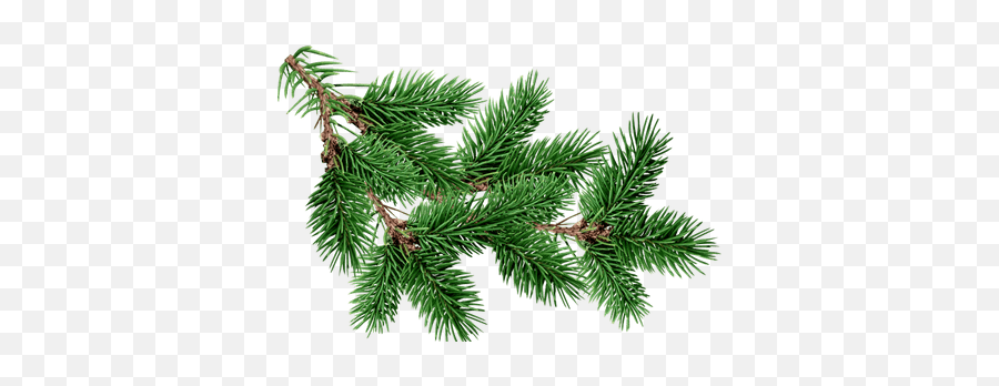 Branch Fir Tree Transparent Png - Christmas Tree Branch Png,Pine Branch Png