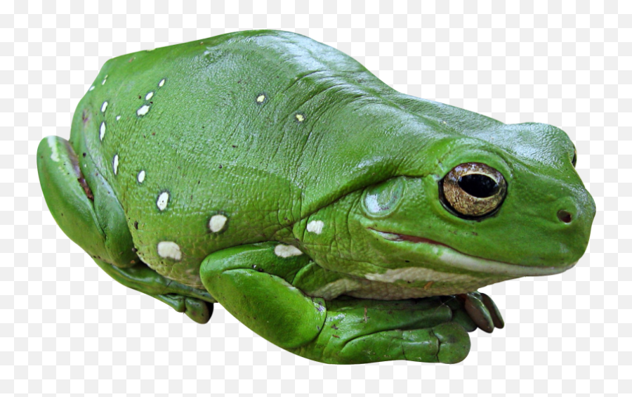 Frog Png Transparent Image - Frog Transparent Png,Frog Icon Png