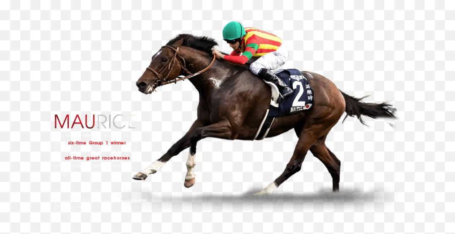 Horse Race Png Clip Free - Bridle,Racehorse Icon