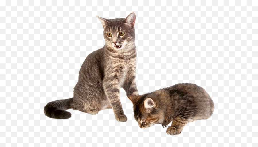 Download Kitten Transparent Background - Transparent Background Cat And Kitten Png,Kitten Transparent Background