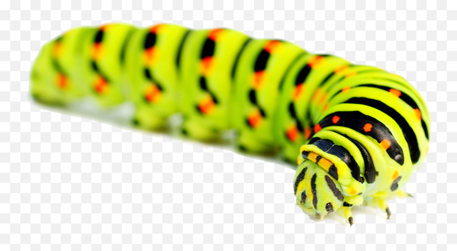 Caterpillar Images Png Hd Image - Caterpillar Png,Caterpillar Transparent Background