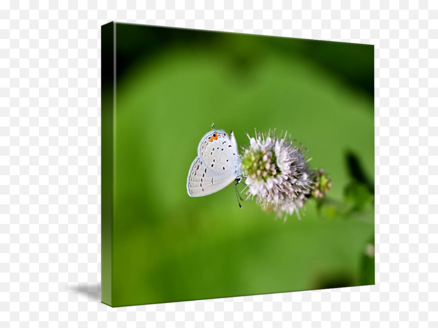Easterntailed Blue Butterfly - Lycaenid Png,Blue Butterflies Png