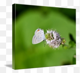 Easterntailed Blue Butterfly - Lycaenid Png,Blue Butterflies Png