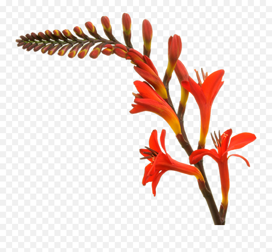 Crocosmia Lucifer Marginpar - Heliconia Png,Lucifer Png