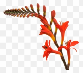 Crocosmia Lucifer Marginpar - Heliconia Png,Lucifer Png