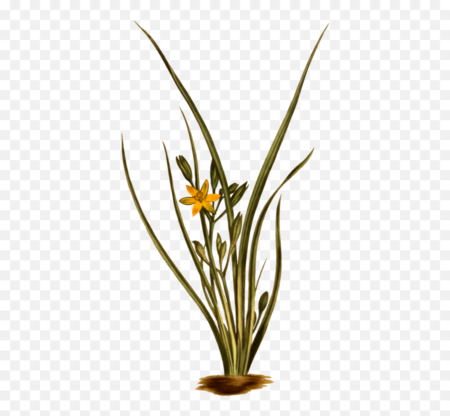 Plantfloraflowerpot Png Clipart - Royalty Free Svg Png Star Grass Clipart,Grasses Png