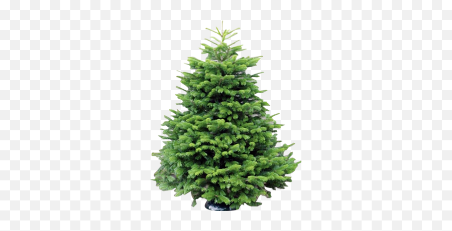 Wholesale Christmas Trees Supplier Welsh British - Christmas Tree Png,Evergreen Png