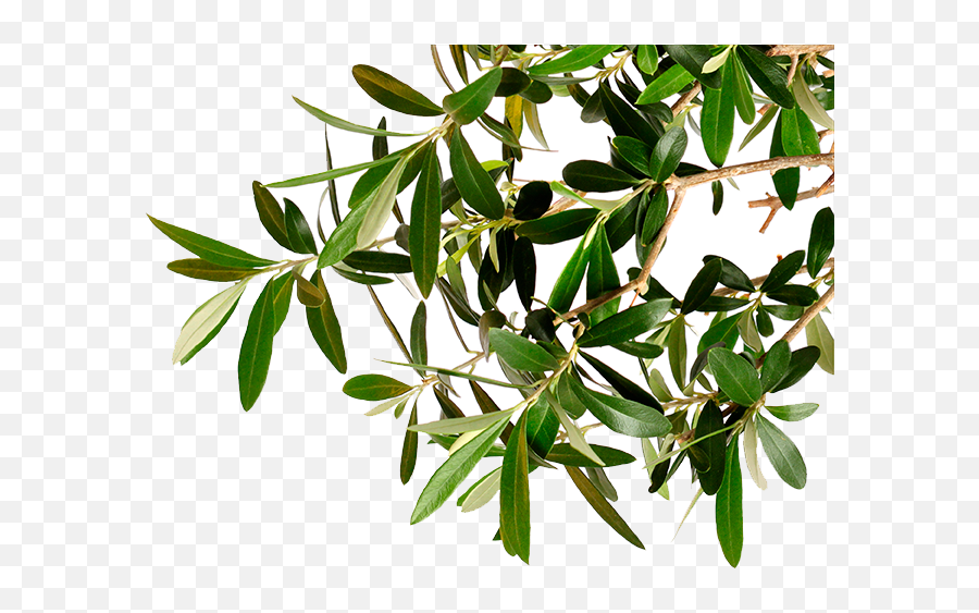 Olive Tree Branch Png Image - Olive Tree Branch Png,Olive Tree Png
