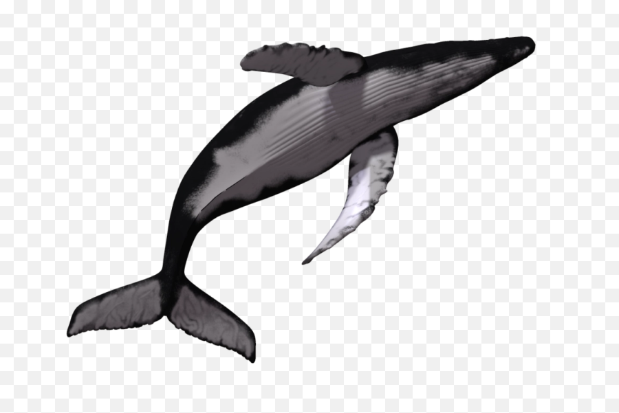 Download Sperm Killer Transprent - Whale Jumping Transparent Background Png,Humpback Whale Png