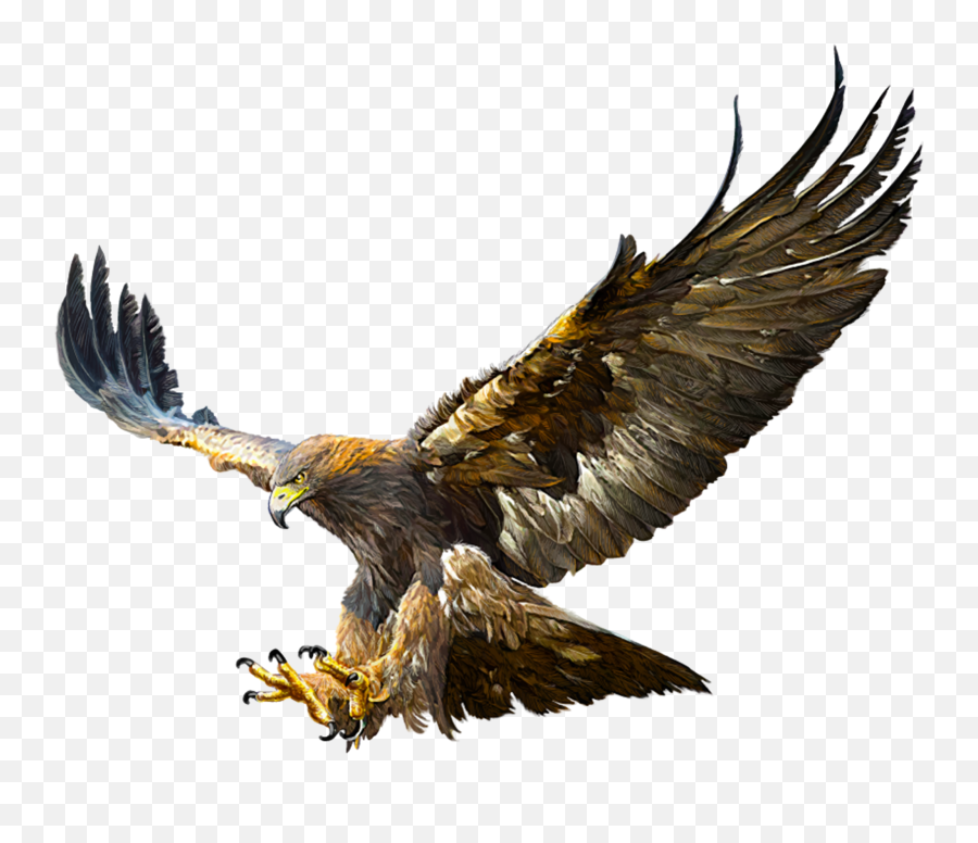 Bald Eagle Golden Flight Drawing - Golden Eagle Transparent Png,Golden Eagle Png