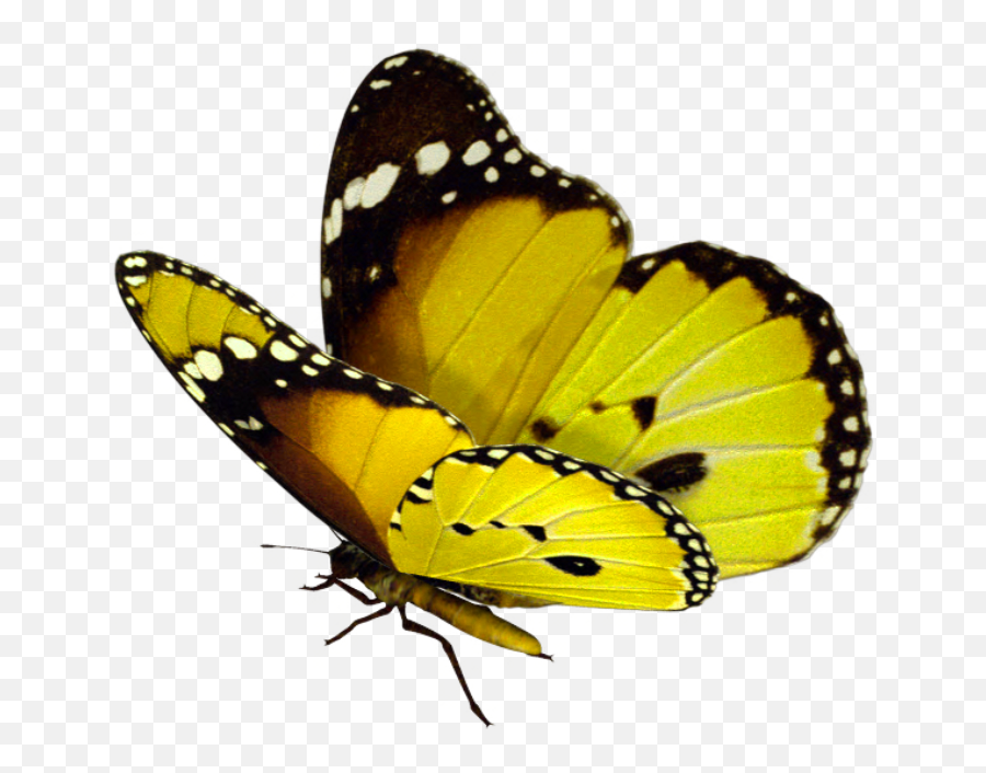 Download Yellow Butterfly Png - Real Transparent Background Butterfly Png,Yellow  Butterfly Png - free transparent png images 