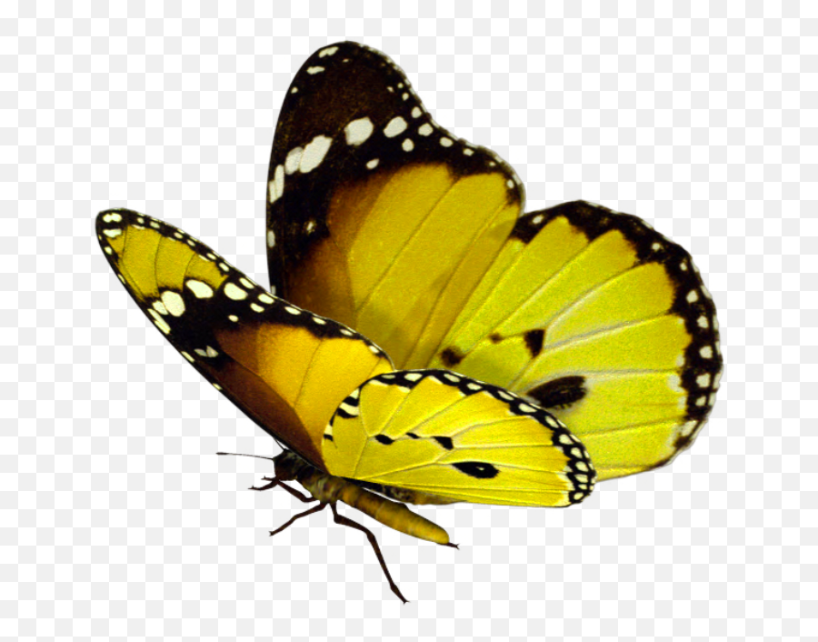 Download Yellow Butterfly Png - Real Transparent Background Butterfly Png,Yellow Butterfly Png