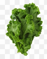 Lettuce Clipart Mustard Vegetable - Collared Greens Png,Lettuce Png