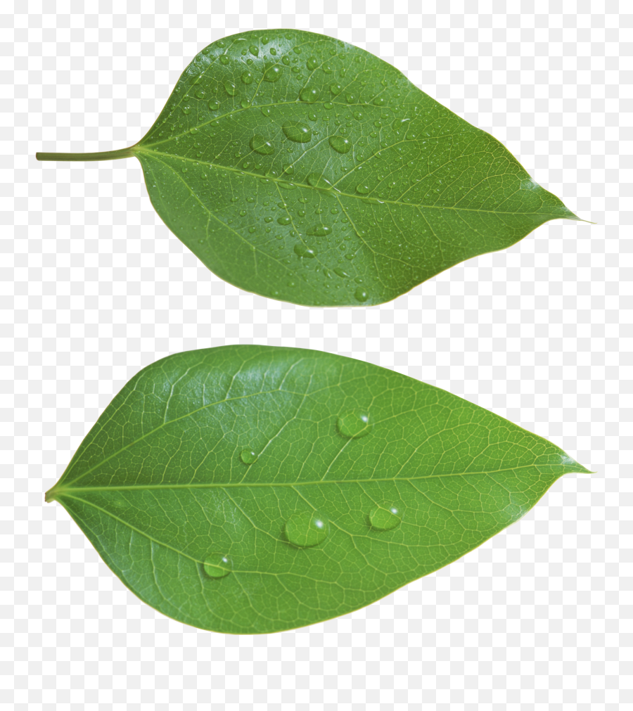 Green Leaves - Pear Leaf Png,Foliage Png