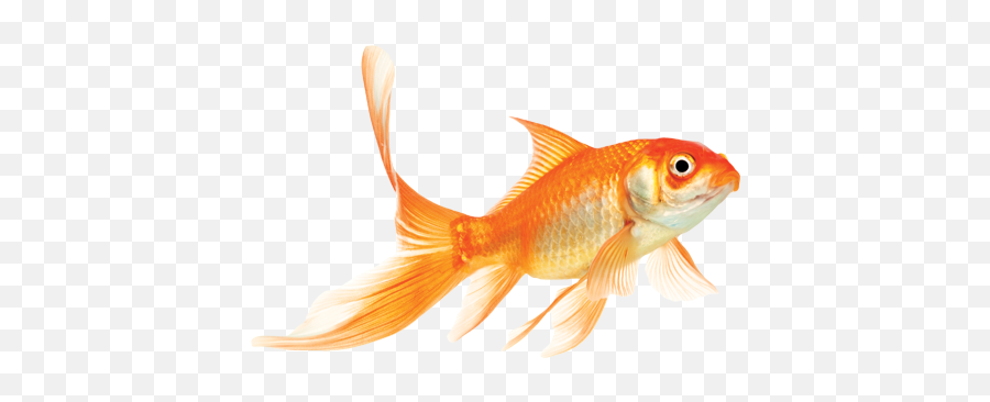 Leave The Golden Fish For Fairy Tales Luminor Png Goldfish Transparent Background
