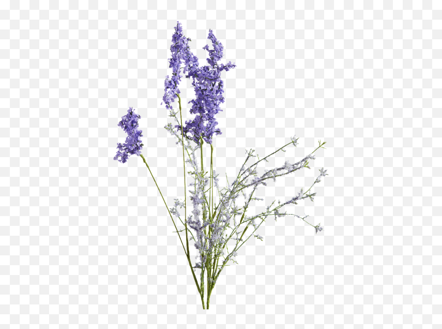 Lavender Stem Transparent Png Clipart - Lavender Flower Drawing Transparent,Lavender Png