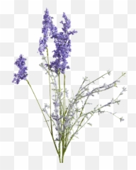 Lavender Stem Transparent Png Clipart - Lavender Flower Drawing Transparent,Lavender Png