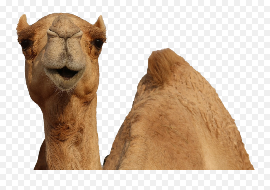 Camel Transparent File - Camels Png,Camel Transparent
