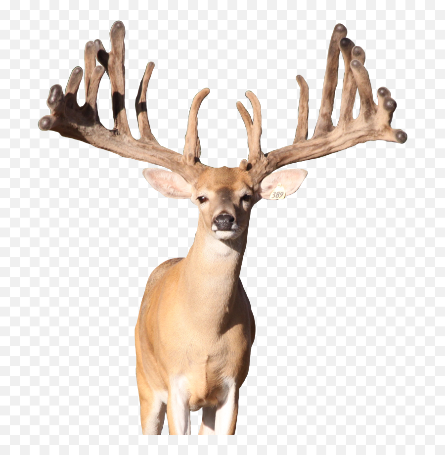 Download Deer Png Photo - Reindeer Transparent Png Uokplrs Elk,Deer Antler Png