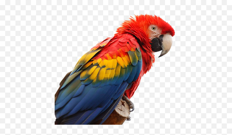 Macaw Parrot Transparent Image - Macaw Png,Parrot Transparent