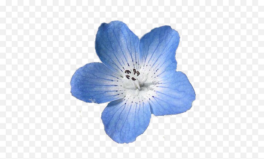 623 Images About Edit - Blue Flower Transparent Background Png,Real Flower Png
