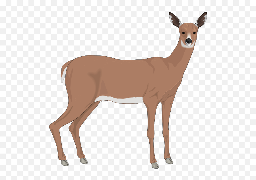 Deer Free To Use Clipart - Doe Deer Clipart Png,Deer Transparent