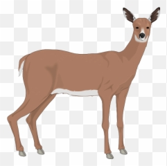 Deer Free To Use Clipart - Doe png