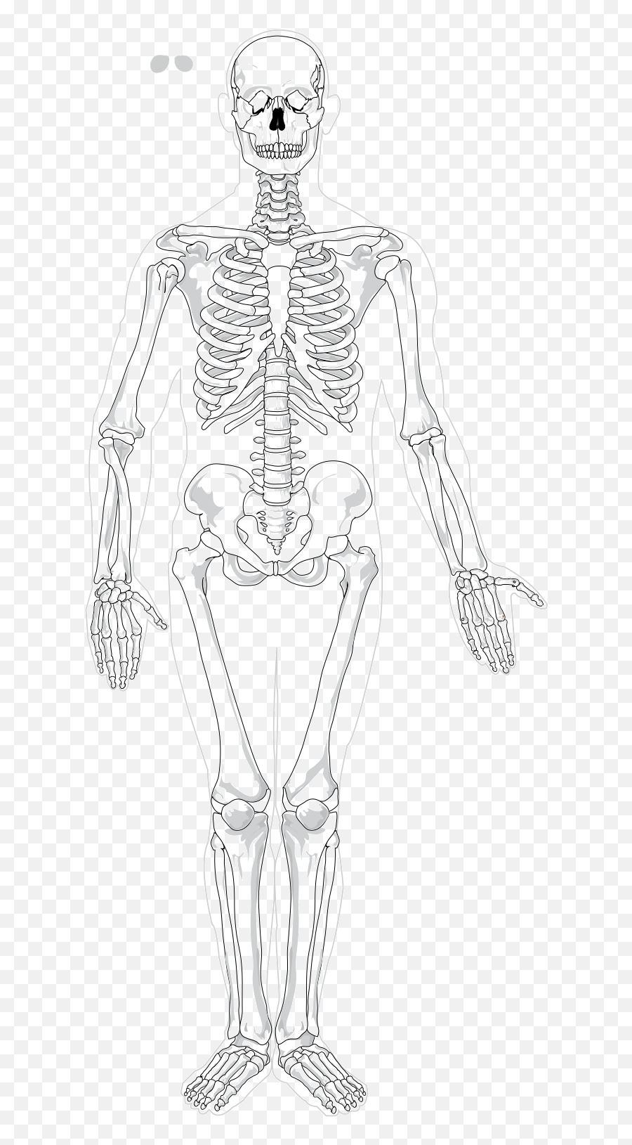 Human Skeleton Front No Text Color - Anorexia Skeleton In Children Png,Skelton Png