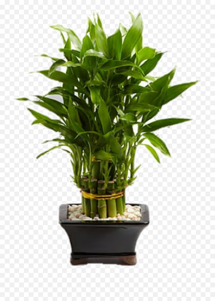 Download Lucky Bamboo Hd Png - Uokplrs Lucky Bamboo Desk Plant,Planters Png