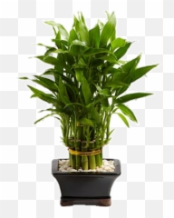 Download Lucky Bamboo Hd Png - Uokplrs Lucky Bamboo Desk Plant,Planters Png