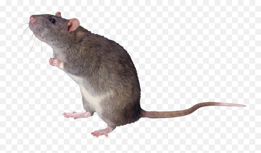 Transparent Rat - Transparent Background Rat Png,Rat Transparent