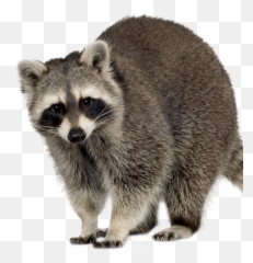 Raccoon Squirrel Feral Cat Rodent - Transparent Background png