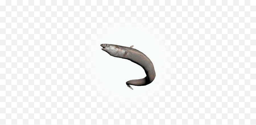 Sea Eel Category - American Eel Png,Eel Png