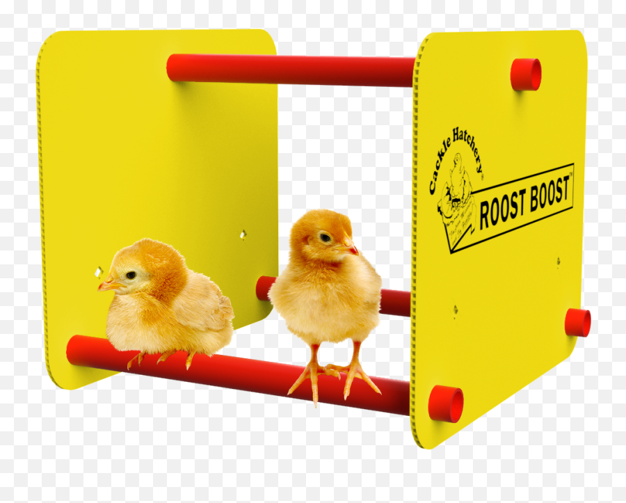 Roost Boost - Roosts For Baby Chicks Png,Baby Chick Png