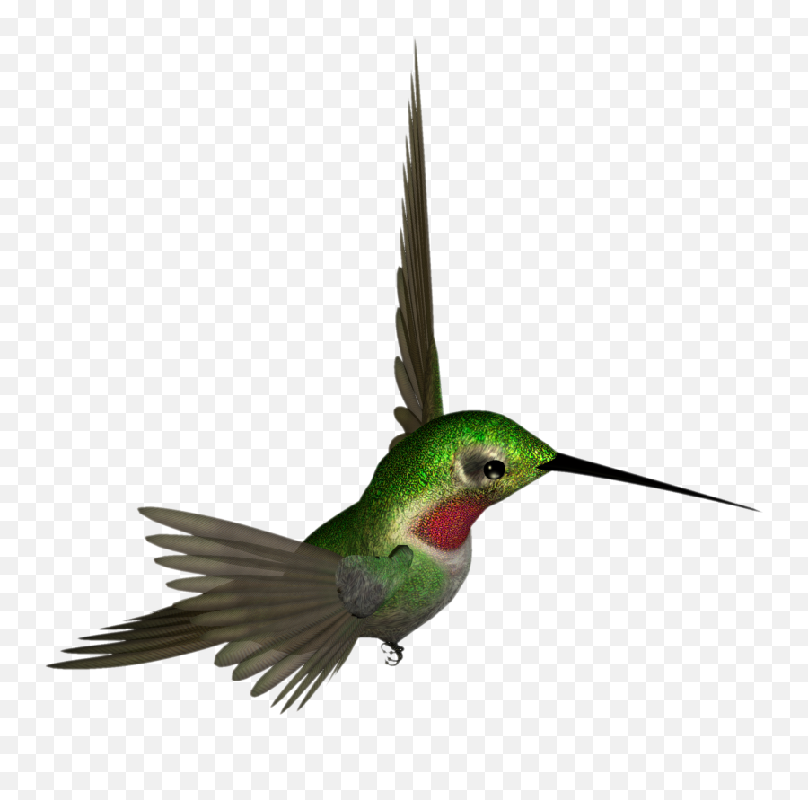 Download Hummingbird Png - Hummingbird Clipart,Hummingbird Png