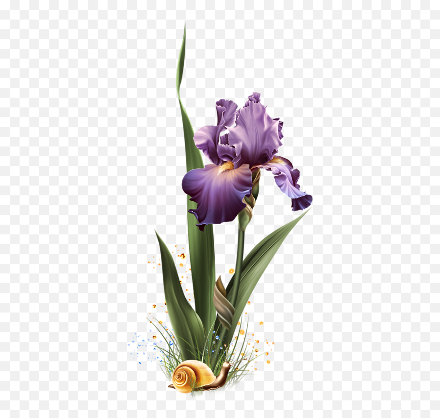 345c8b14 - Png Orris Root,Iris Flower Png