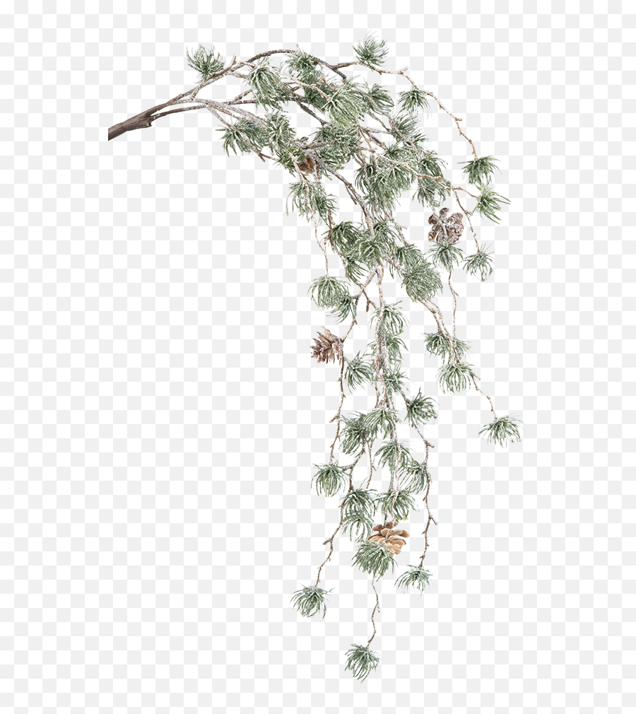 Green Pine Branch With Cones - Casuarina Png,Pine Branch Png