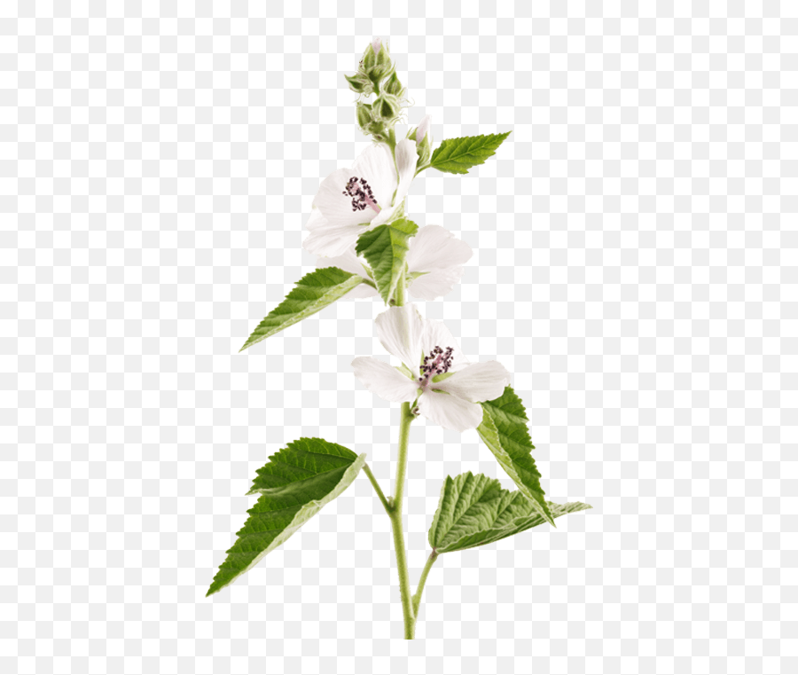 Marshmallow Plant The Herb Behind Ricola - Herb Png,Marshmellow Png