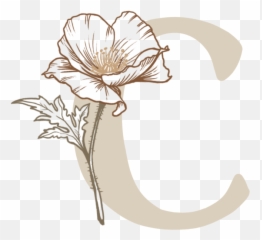 About Cheri Chichizola Photography - Sketch png
