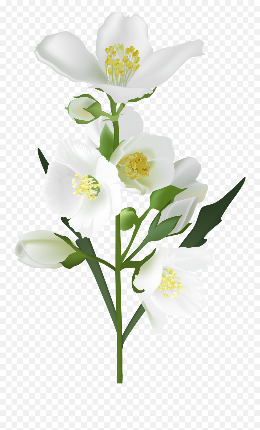 White Flowers Transparent U0026 Png Clipart Free Download - Ywd Transparent Background Real Flower Png,Black And White Flower Png
