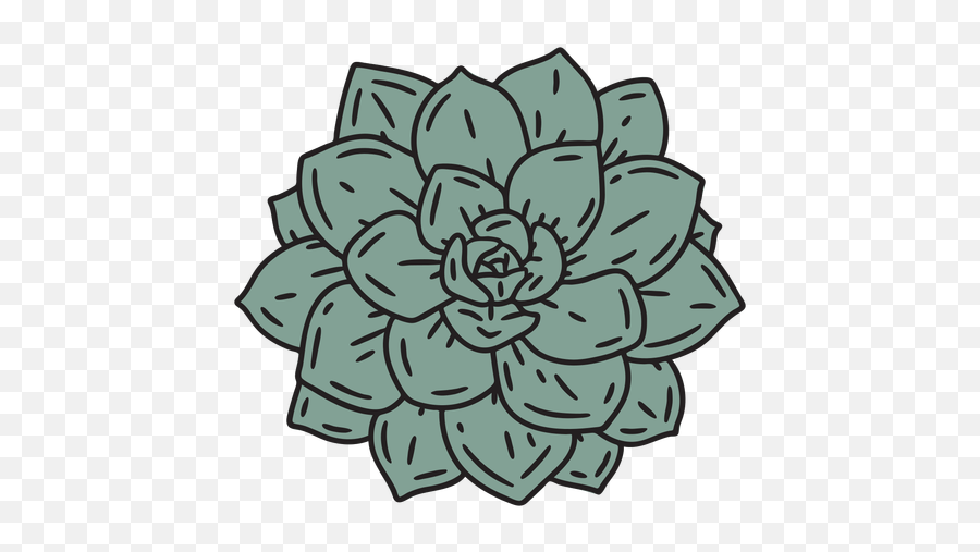 Succulent Plant From Top Color Stroke Transparent Png U0026 Svg - Succulent Aesthetic Cactus Drawing Cute,Skull And Roses Icon Tumblr