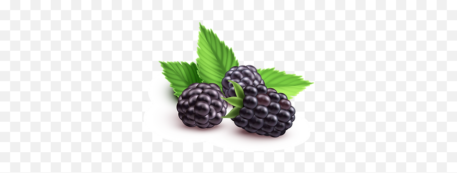 Blackberry Yogurt Annabella - Raspberry Png,Blackberry Icon Vector