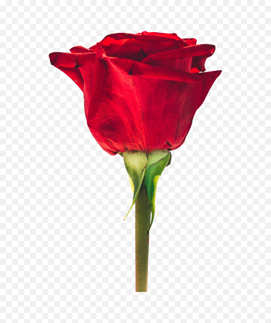 Transparent Beautiful Red Rose Png Free - Beautiful Love Good Morning Quotes,Red Rose Png
