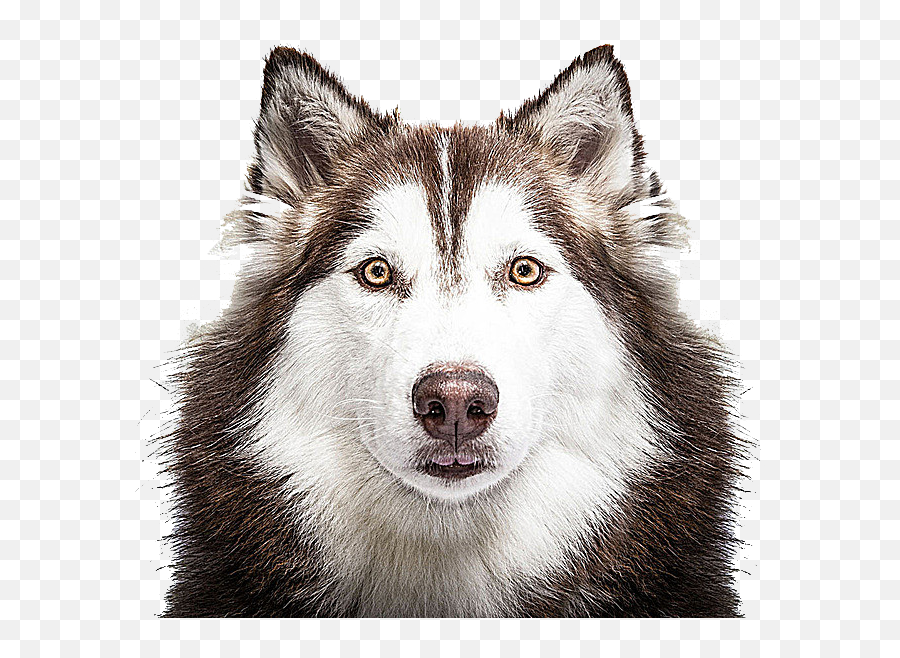 Husky Png - Alaskanhusky Puppy,Husky Png