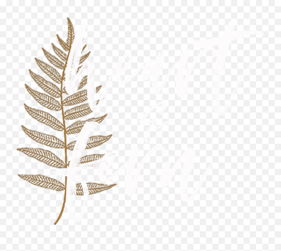 Heart U0026 Fern San Antonio Wedding Photographer - Ostrich Fern Png,Fern Png