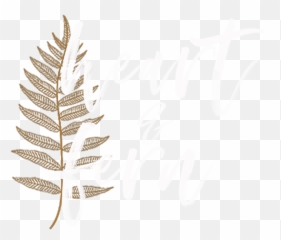 Heart U0026 Fern San Antonio Wedding Photographer - Ostrich Fern Png,Fern Png